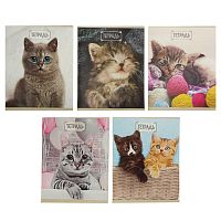 Тетрадь 48 листов в клетку Calligrata  Милые котята , обложка мелованный картон, блок №2, белизна 75% (серые листы), МИКС